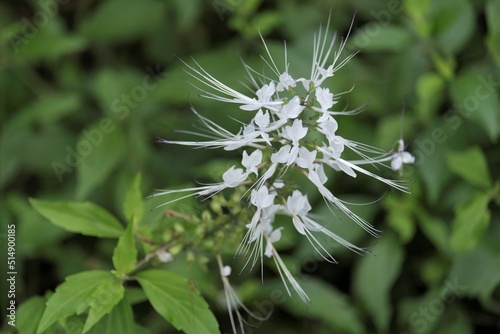 Orthosiphon aristatus is a plant species in the family of Lamiaceae , Labiatae. The plant is a medicinal herb found mainly throughout southern China, the Indian Subcontinent, South East Asia 