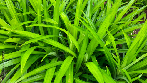 Pandan leaf plant background, smells good and can be used as natural food coloring 10