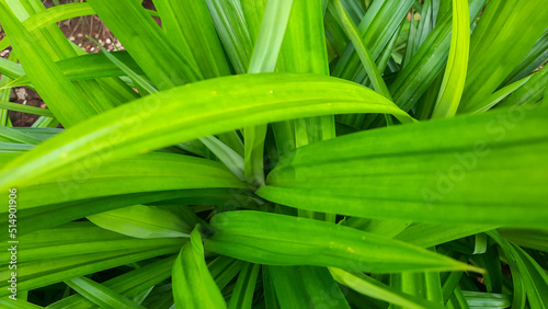 Pandan leaf plant background, smells good and can be used as natural food coloring 05