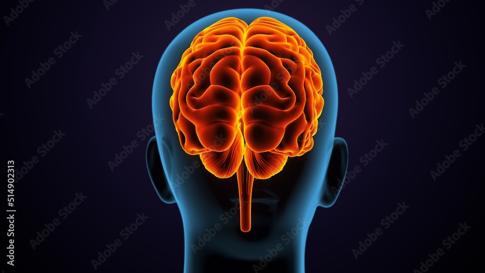 Obraz premium 3dillustration of human male brain anatomy.