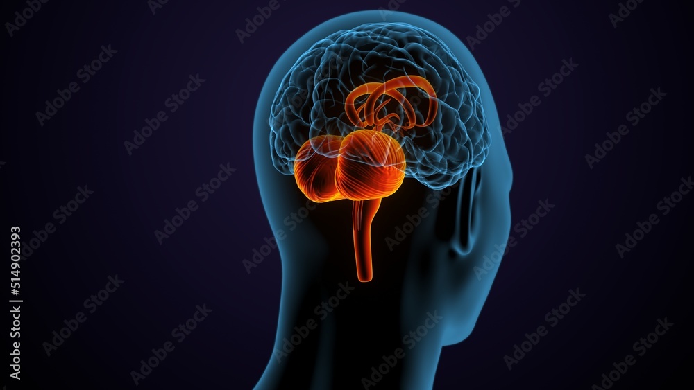 3d illustration of human male brain anatomy 3d illustration of human male brain anatomy