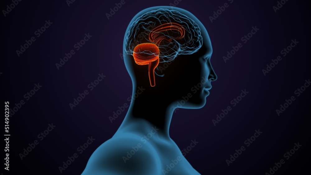 Obraz premium 3d illustration of human male brain anatomy