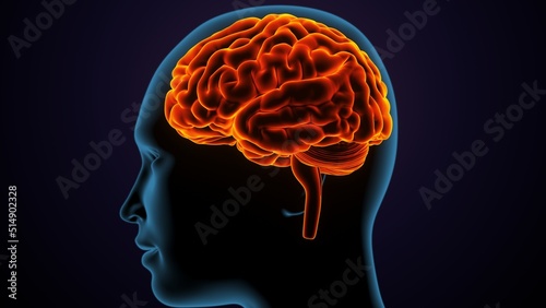 3dillustration of human male brain anatomy.