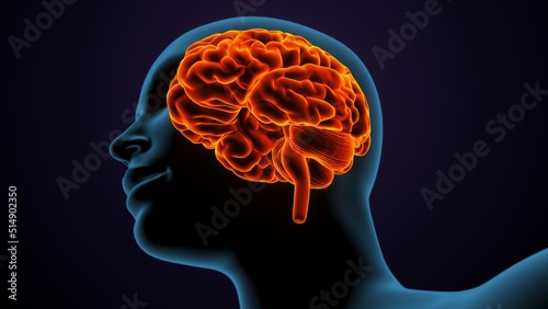 3dillustration of human male brain anatomy.