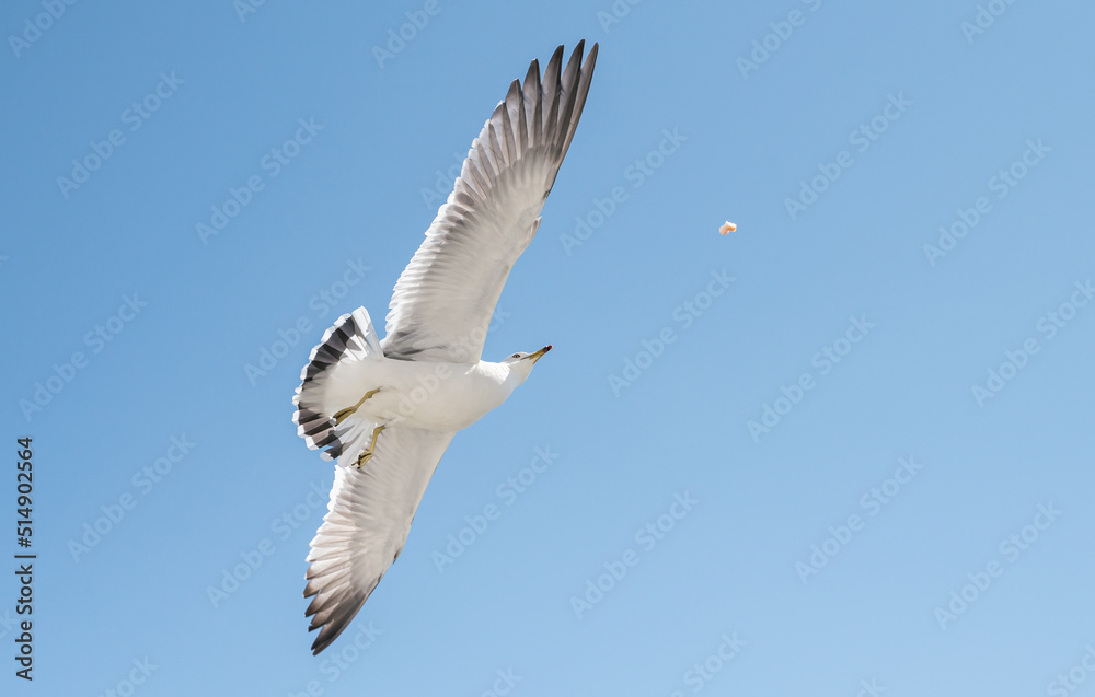 Fototapeta premium Seagulls catch pieces of food in flight.