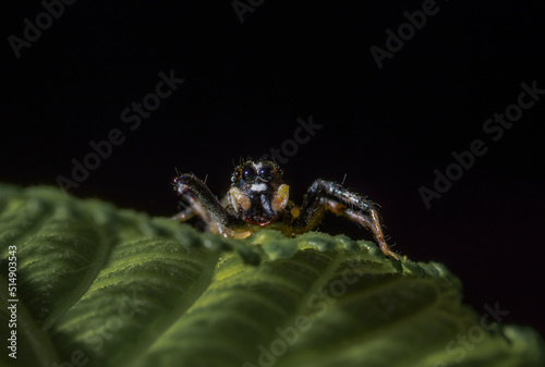 spider on leaf black background © sakda