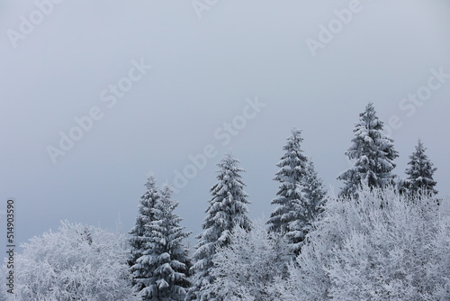 Winter snowy frosty landscape. The forest is covered with snow. Frost and fog in the park. © alexkich