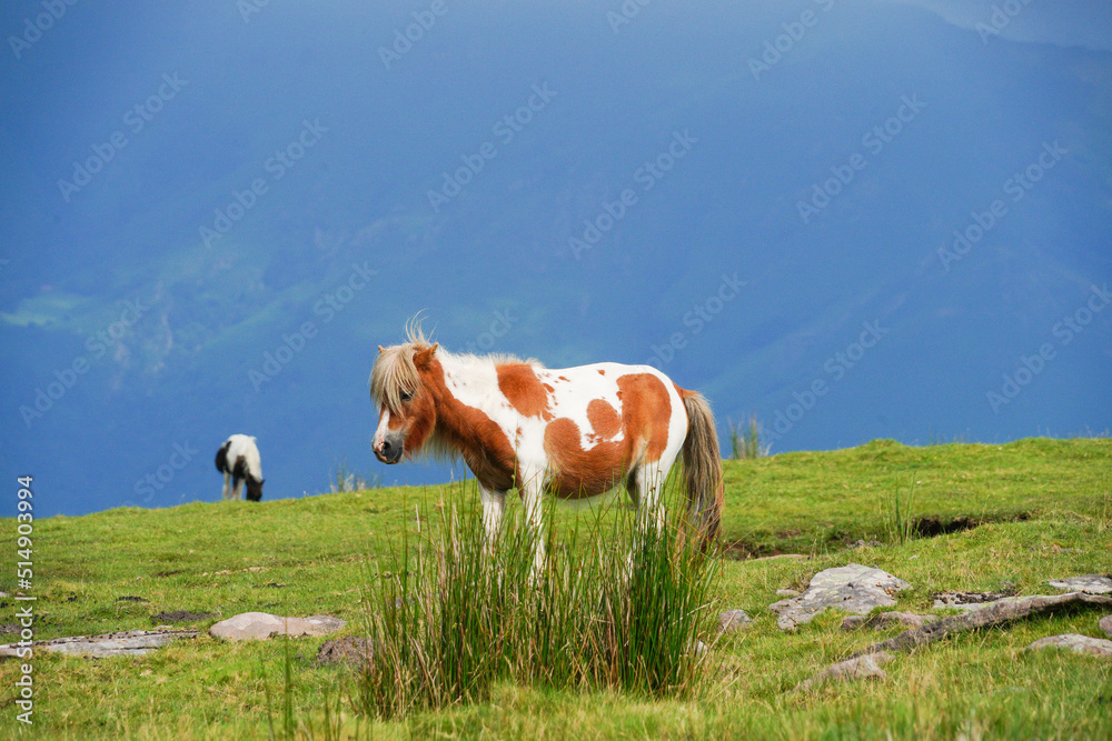 Petits chevaux dans les montagnes du Pays Basque