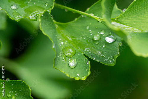 water drops on a ginkgo leaf