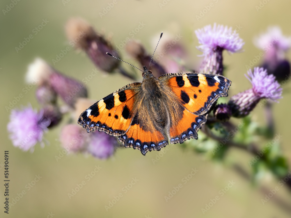 Closeup of Painted Lady butterfly (Vanessa cardui) on Thistle flower in summer Closeup of Painted Lady butterfly (Vanessa cardui) on Thistle flower in summer