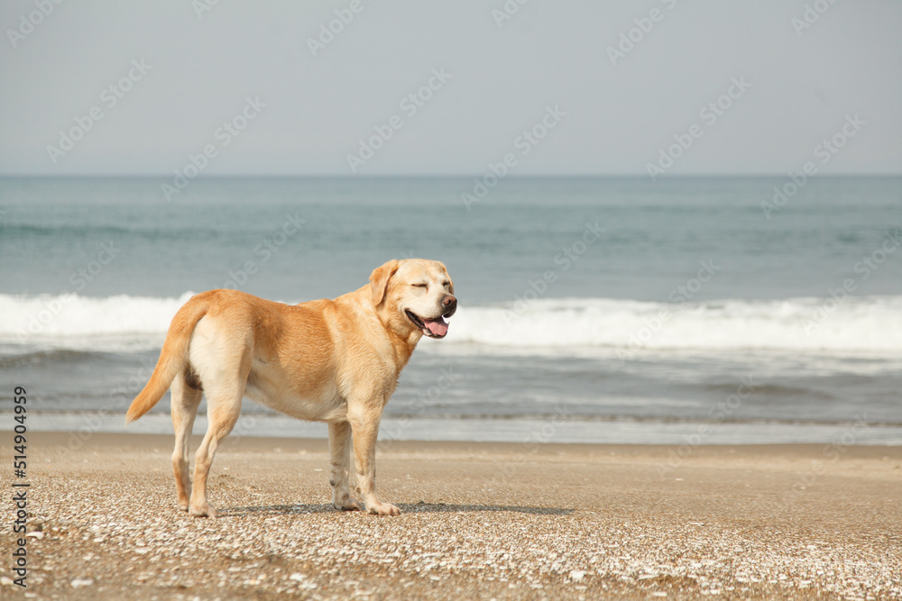 犬とビーチ 犬とビーチ