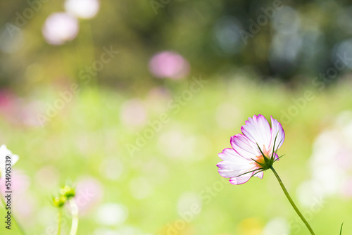 コスモス畑の中のピンクの花