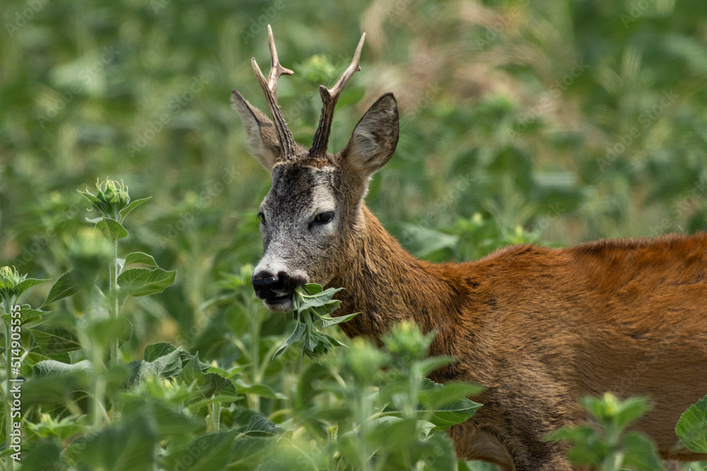 A roe deer eats a sunflower