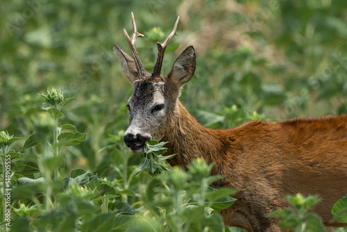 Fototapeta Naklejka Na Ścianę i Meble -  A roe deer eats a sunflower