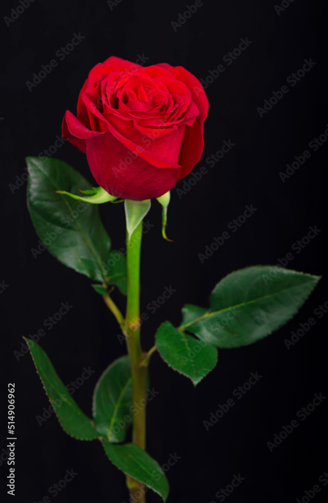 One red rose on a black background.
