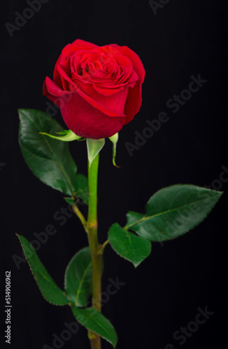 Fototapeta Naklejka Na Ścianę i Meble -  One red rose on a black background.