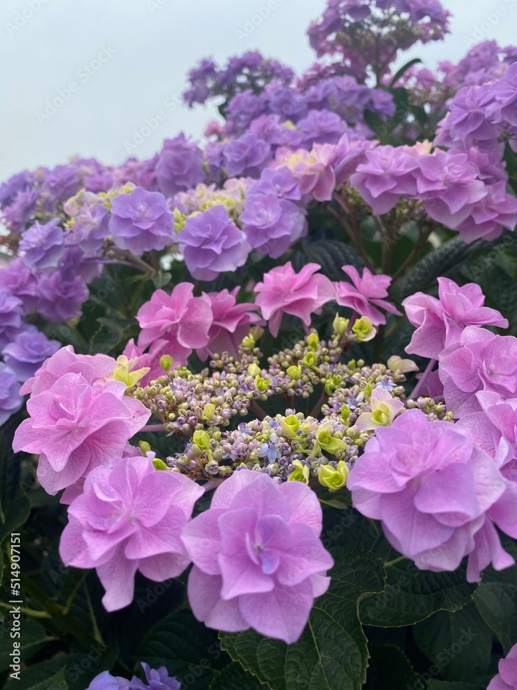 flowers in the garden