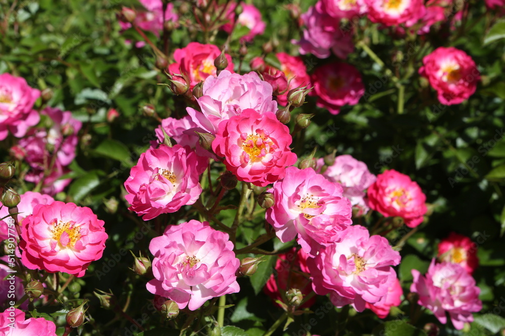 Pink roses (grade Pink Amorina, De Ruiter Innovations B. V.) in Moscow garden. Buds, inflorescence of flower closeup. Summer nature. Postcard with pink rose. Roses blooming. Pink flowers, rose blossom Pink roses (grade Pink Amorina, De Ruiter Innovations B. V.) in Moscow garden. Buds, inflorescence of flower closeup. Summer nature. Postcard with pink rose. Roses blooming. Pink flowers, rose blossom