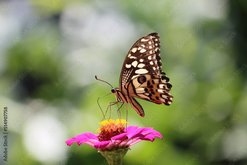 Papilio demoleus is a common and widespread swallowtail butterfly. The butterfly is also known as the lemon butterfly, lime swallowtail, and chequered swallowtail. Papilio demoleus is a common and widespread swallowtail butterfly. The butterfly is also known as the lemon butterfly, lime swallowtail, and chequered swallowtail.