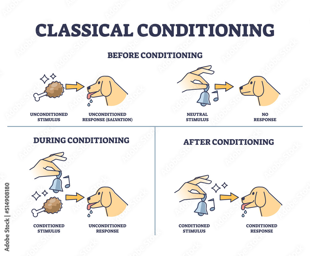 Classical conditioning with meat and bell for dog training outline