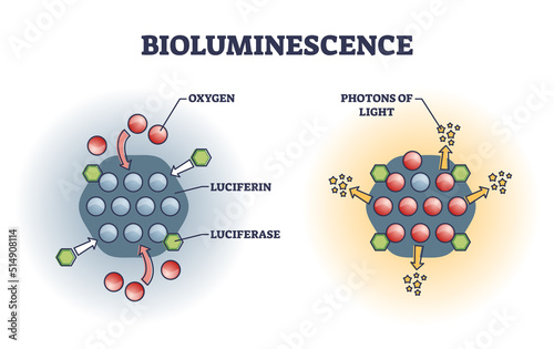 Bioluminescence chemical explanation with light emission outline diagram. Labeled educational scheme with microscopic atom oxygen, luciferin, luciferase or photons of light closeup vector illustration