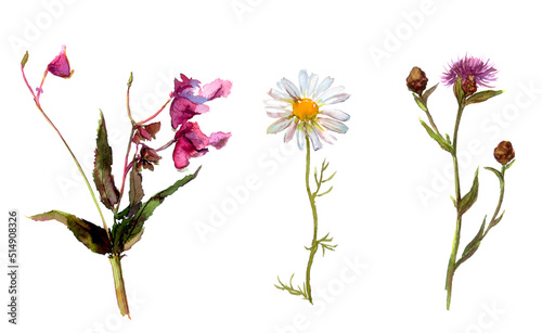 Watercolor flowers set: blue cornflower, camomile, touch-me-not clip art photo