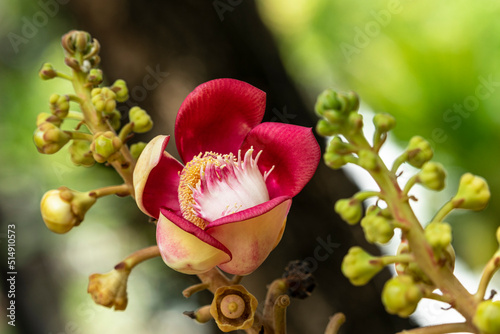 The flower of sal tree or cannonball tree, Shorea robusta, with natural blurred background. The sal tree is a holy tree in Hinduism and Buddhism. photo
