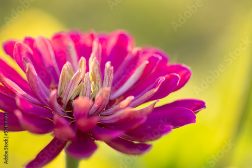 Macro pink zinnia