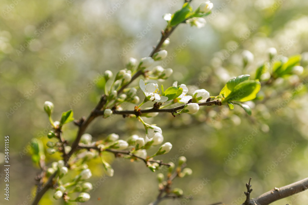Green branches of trees with unblown flowers and leaves, spring buds of trees Green branches of trees with unblown flowers and leaves, spring buds of trees