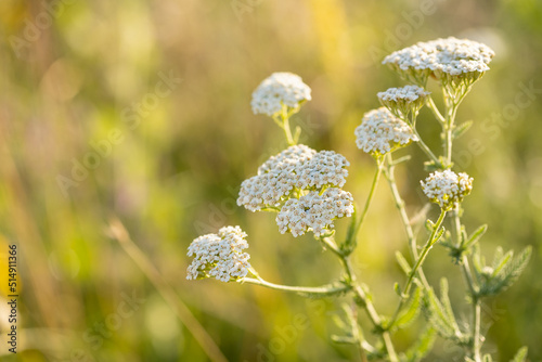 yarrow flowers,  herbs