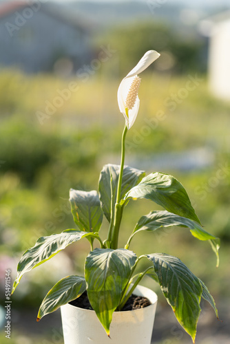 flower Spathiphyllum white