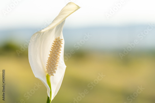 flower Spathiphyllum white