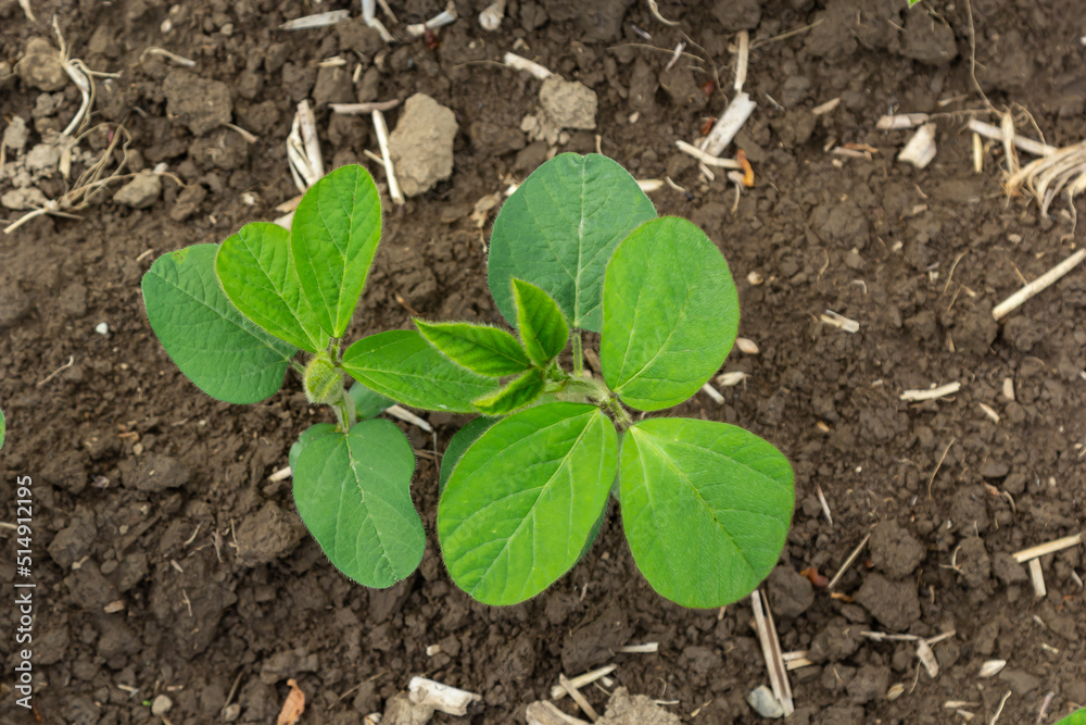 Soybean plant leaf close-up in a field of young plants. Young crops of agricultural crops. Selective focus Soybean plant leaf close-up in a field of young plants. Young crops of agricultural crops. Selective focus