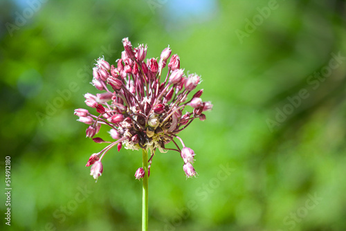 Beautiful photo of flower on the green background. Blooming plant. 