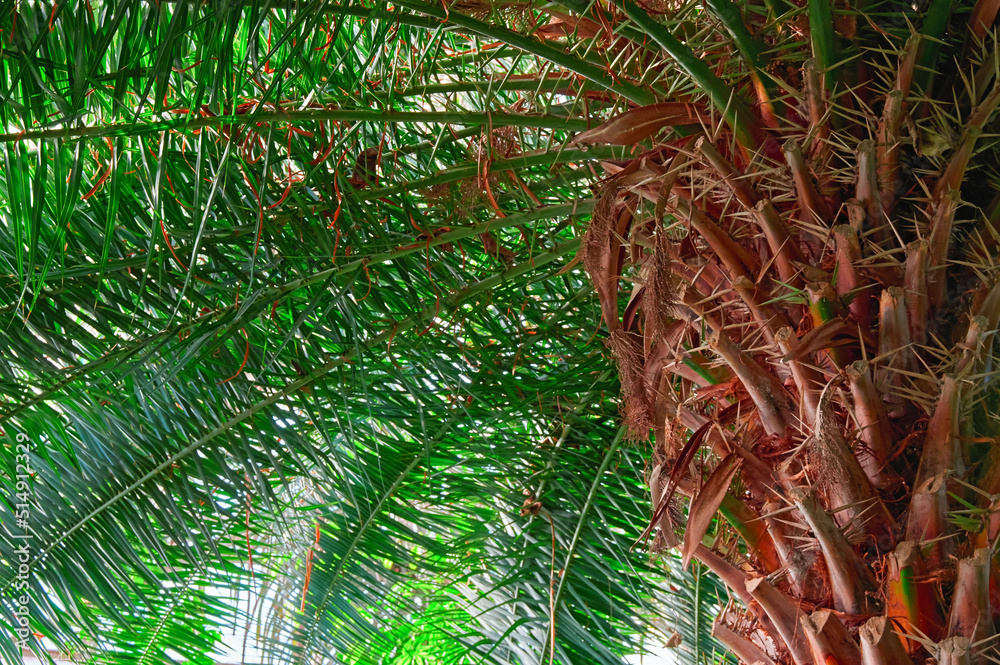 Naklejka premium Huge crown of a large palm tree, view from below.