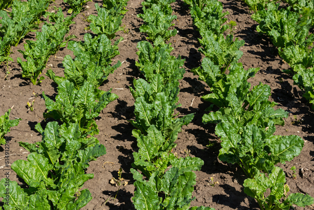Agricultural scenery of of sweet sugar beet field. Sugar beets are young. Sugar beet field Agricultural scenery of of sweet sugar beet field. Sugar beets are young. Sugar beet field