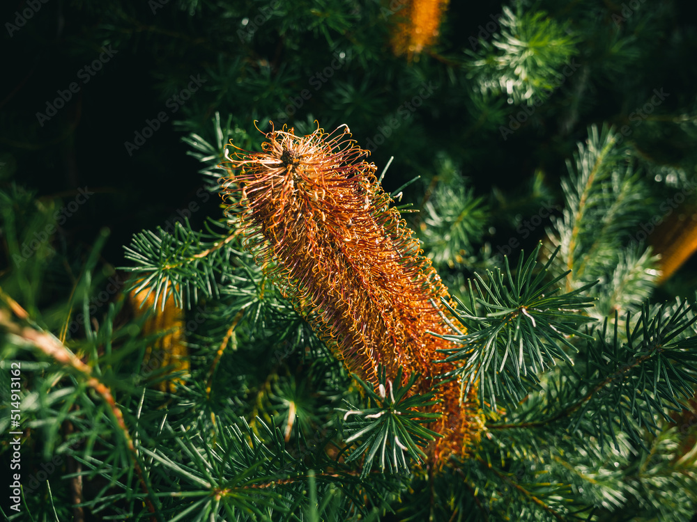 Banksia flower