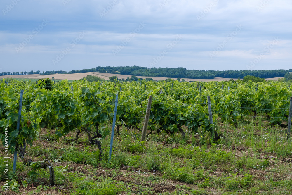 Vineyards near Saint-Cybardeaux Cognac region Charente, France