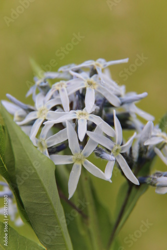 Flowers 1