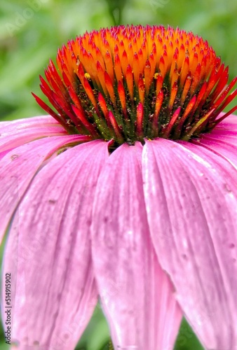 Coneflower 2