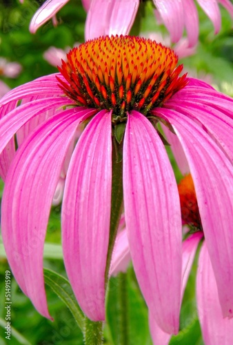Coneflower 1