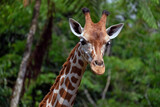 Close up portrait of giraffe head at a zoo with a green leaf background