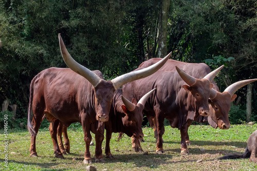 The Ankole-Watusi derives from cattle of Ankole type imported to Germany as zoo specimens in the early twentieth century. The horns are unusually large, with a wide spread. photo