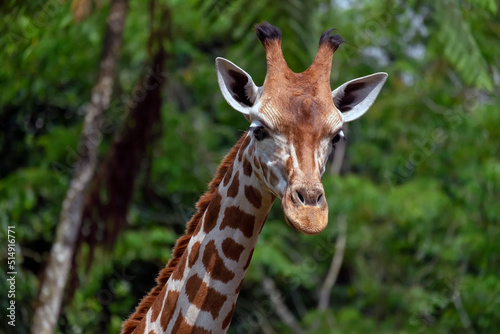 Close up portrait of giraffe head at a zoo with a green leaf background © HendraArieska