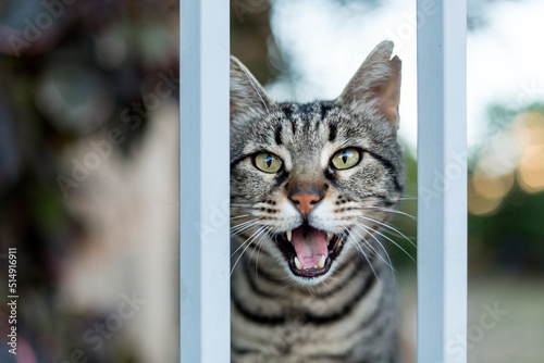 Portrait of gray meowing cat looking straight at camera photo