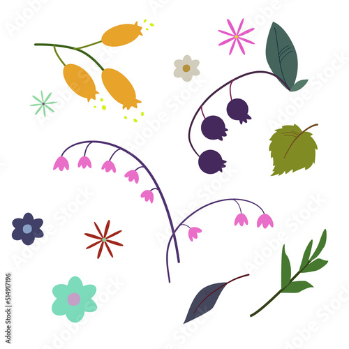 Collection of brunches  flowers   herbs with leaves and berries. Isolated vector