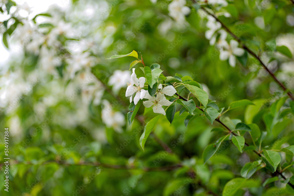 White jasmine flowers on green branches White jasmine flowers on green branches