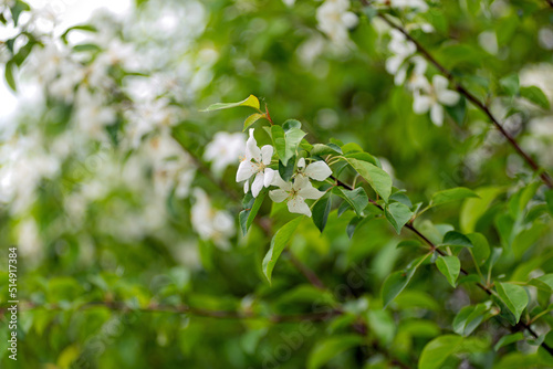 White jasmine flowers on green branches