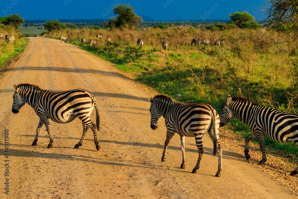 Obraz premium Herd of zebras crossing a road in Serengeti national park in Tanzania. Wildlife of Africa
