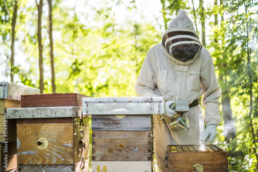 Beekeeper is examining his beehives in forest. Beekeeping professional occupation. Beekeeper is examining his beehives in forest. Beekeeping professional occupation.